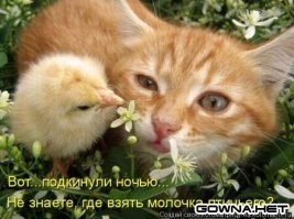 Ромашковое кошколето