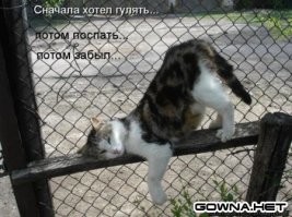 Территория уюта: котейка и скамейка