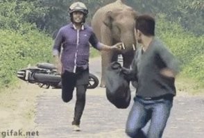 Когда у слона муст - у него уши растопырены, и тогда - фсё, пздц. А этот просто злой, вот они и спаслись.