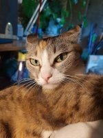 мой естественный будильник. лижет, толкает когтистой лапой в лицо, может и цапнуть: