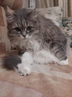 ну... не совсем согласен.
моя большая кошка давала расчёсывать только голову и горло. остальное - категорическое КУСЬ в сопровождение когтей и угрожающих завываний.
а стричься любила. очень. и мыр-мыр, и легкие покусывания от удовольствия.
но!  дома - категорически нет, а в кошачей подстригальне - пожалуйста. но не долго. и перевозку относительно спокойно переносила.

киса алиса, до стрижки и после: