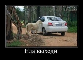 Носорог побежал за джипом с туристами и показал им, что такое настоящий экстрим