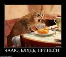 Пушистые клиенты ждут, когда их обслужат