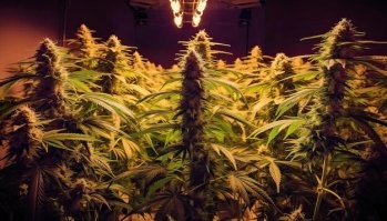 Тоже так сказать красивая ботаника
