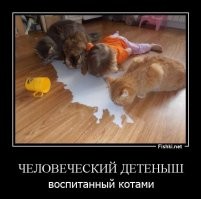 Пушистые клиенты ждут, когда их обслужат