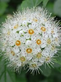 Чудеса ботаники: самые невероятные растения планеты