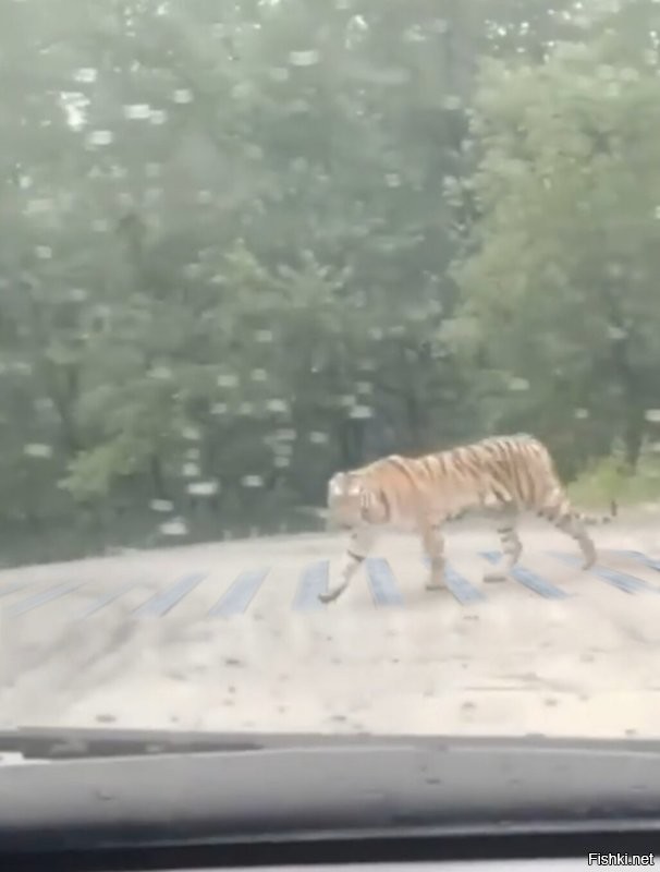 Тигра, идущая по зебре...