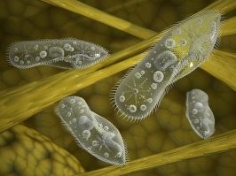 фото фанатов рэпа