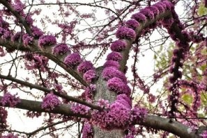 И вот что интересно, сначала он так цветёт, а только потом выпускает листья. ( не знаю почему, но ещё слышал название "Иудыно дерево".)