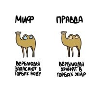 Жир верблюды преобразовывают в воду по мере надобности. Так что в горбах всё же вода, просто в изменённом состоянии