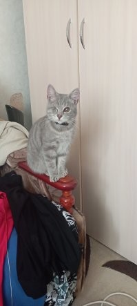 На моего похож, только мой инвалидик, одного глазика нет.
