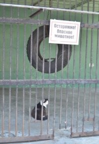Необычный "кабан" позабавил посетителей зоопарка
