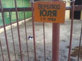 Необычный "кабан" позабавил посетителей зоопарка