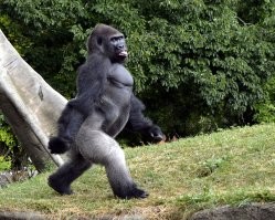 Это, кстати, одна из наиболее логичных теорий. Гориллы, например, по деревьям не лазают и на задних лапах вполне себе иногда перемещаются, но покрыты густой шерстью и ступня у них не изменилась... Да и остатков перепонок между пальцами на руках нет. И так уже несколько миллионов лет. Ступни за это время казалось бы должны были бы хоть как-то измениться в сторону человеческой.
У горилл нет такого слоя подкожного жира как у человека.
Отсутствие волос на теле и подкожный жир характерны для млекопитающих, которые живут в воде. 
Опять же - длинная шея, изменение строения носа, остатки волосяного покрова на голове, способность задерживать дыхание (чего обезьяны делать не умеют, кстати), узкое тело человека - всё это говорит о когда-то длительном образе жизни в воде, точнее на прибрежном мелководье. 

Так что гипотеза биолога Алистера Харди вполне логична и многое объясняет.