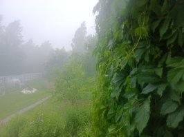 Позавчера. Север Подмосковья. 
Деревья валило.