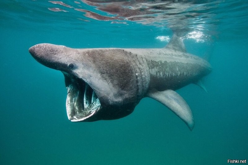 Нос острый, это гигантская акула. Планктон жрёт