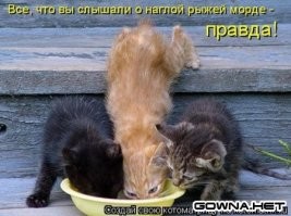 Милые и вечно голодные существа