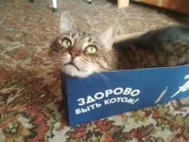 Мои в первый день после приюта.  Доверие кошки я купил через электро-плед, и она растаяла, поняв, что тут уже точно бить не будут, раз такие почести. А мелкий сам прибежал, как освоился в квартире и разлёгся на мне довольно урча. 
Теперь вместе живём. всё у них - хорошо.