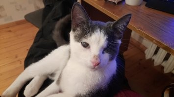 Мои в первый день после приюта.  Доверие кошки я купил через электро-плед, и она растаяла, поняв, что тут уже точно бить не будут, раз такие почести. А мелкий сам прибежал, как освоился в квартире и разлёгся на мне довольно урча. 
Теперь вместе живём. всё у них - хорошо.