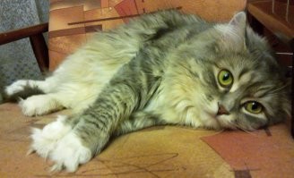 о! да...
раньше только скажи - "кот, пошли есть", и мелкая чёрная пантера понеслась, хотя толком то и бегать еще не умел.
сейчас нет. вальяжно подойдёт, оценит, возможно съесть.
а, может и не придти - я сыт :)

и кормил отдельно, потому, как он жутко боялся большой кошки :)