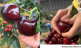 Что-то в видео не сходится, в начале ягоды размером с крупное яблоко, а в конце с одну фалангу пальца.