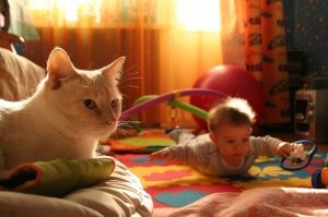 Роньки уже нет как 2 года, он был большой и дерзкий, не любил людей, но вырастил двух котят и моего сына всегда берёг... коты это братухи...