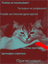 Кот подумал, что отверстие сделали специально для него