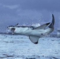 &nbsp;Намешалось&nbsp;