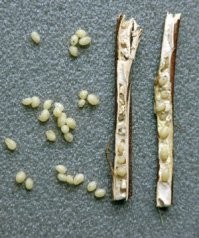 А репейник, это муж репейницы?