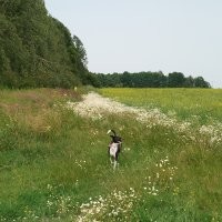 Тысячи, десятки, сотни тысяч, миллионы... Какие дебилы берут собак за такие деньги. И дело тут не в жадности. Конечно есть определённые породы, которые выведены для определённых работ и тут очень важна селекция и это естественно небесплатно. Пусть есть спрос на красивость помимо рабочих качеств, но доводить цены на бренд до абсурда... Сами дураки, что позволяют заводчикам, а часто это очень недобросовестные люди вытряхивать с покупателей огромные суммы за красивую, но безнадёжно больную псину.  Люди поумнее берут из приютов и даже с улиц не менее замечательных собак и при этом не отдавая мошенникам громадные деньжищи, а спасая живые души. Вот моя лапушка Нора. Разве не красотка? А подобрали на дороге мелким щенком. У меня было шесть(не одновременно) собак и трое из них реальные подобрыши. Все замечательные по виду, характеру и даже рабочим качествам. Не гонитесь за породностью, элитностью просто ради понтов. Собака, это не брендовая сумочка, моднявый в сезоне аксессуар, а живая душа.