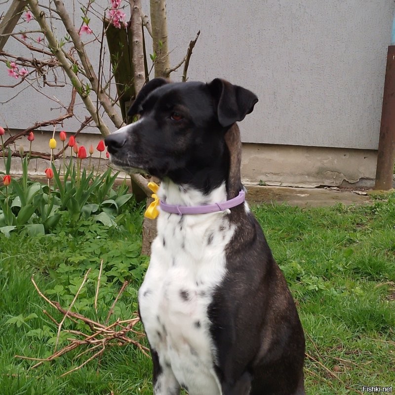 Тысячи, десятки, сотни тысяч, миллионы... Какие дебилы берут собак за такие деньги. И дело тут не в жадности. Конечно есть определённые породы, которые выведены для определённых работ и тут очень важна селекция и это естественно небесплатно. Пусть есть спрос на красивость помимо рабочих качеств, но доводить цены на бренд до абсурда... Сами дураки, что позволяют заводчикам, а часто это очень недобросовестные люди вытряхивать с покупателей огромные суммы за красивую, но безнадёжно больную псину.  Люди поумнее берут из приютов и даже с улиц не менее замечательных собак и при этом не отдавая мошенникам громадные деньжищи, а спасая живые души. Вот моя лапушка Нора. Разве не красотка? А подобрали на дороге мелким щенком. У меня было шесть(не одновременно) собак и трое из них реальные подобрыши. Все замечательные по виду, характеру и даже рабочим качествам. Не гонитесь за породностью, элитностью просто ради понтов. Собака, это не брендовая сумочка, моднявый в сезоне аксессуар, а живая душа.