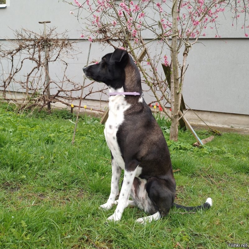 Тысячи, десятки, сотни тысяч, миллионы... Какие дебилы берут собак за такие деньги. И дело тут не в жадности. Конечно есть определённые породы, которые выведены для определённых работ и тут очень важна селекция и это естественно небесплатно. Пусть есть спрос на красивость помимо рабочих качеств, но доводить цены на бренд до абсурда... Сами дураки, что позволяют заводчикам, а часто это очень недобросовестные люди вытряхивать с покупателей огромные суммы за красивую, но безнадёжно больную псину.  Люди поумнее берут из приютов и даже с улиц не менее замечательных собак и при этом не отдавая мошенникам громадные деньжищи, а спасая живые души. Вот моя лапушка Нора. Разве не красотка? А подобрали на дороге мелким щенком. У меня было шесть(не одновременно) собак и трое из них реальные подобрыши. Все замечательные по виду, характеру и даже рабочим качествам. Не гонитесь за породностью, элитностью просто ради понтов. Собака, это не брендовая сумочка, моднявый в сезоне аксессуар, а живая душа.