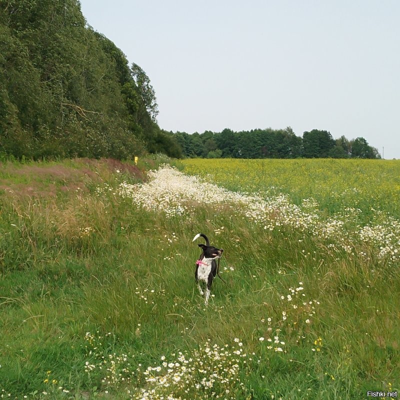 Тысячи, десятки, сотни тысяч, миллионы... Какие дебилы берут собак за такие деньги. И дело тут не в жадности. Конечно есть определённые породы, которые выведены для определённых работ и тут очень важна селекция и это естественно небесплатно. Пусть есть спрос на красивость помимо рабочих качеств, но доводить цены на бренд до абсурда... Сами дураки, что позволяют заводчикам, а часто это очень недобросовестные люди вытряхивать с покупателей огромные суммы за красивую, но безнадёжно больную псину.  Люди поумнее берут из приютов и даже с улиц не менее замечательных собак и при этом не отдавая мошенникам громадные деньжищи, а спасая живые души. Вот моя лапушка Нора. Разве не красотка? А подобрали на дороге мелким щенком. У меня было шесть(не одновременно) собак и трое из них реальные подобрыши. Все замечательные по виду, характеру и даже рабочим качествам. Не гонитесь за породностью, элитностью просто ради понтов. Собака, это не брендовая сумочка, моднявый в сезоне аксессуар, а живая душа.