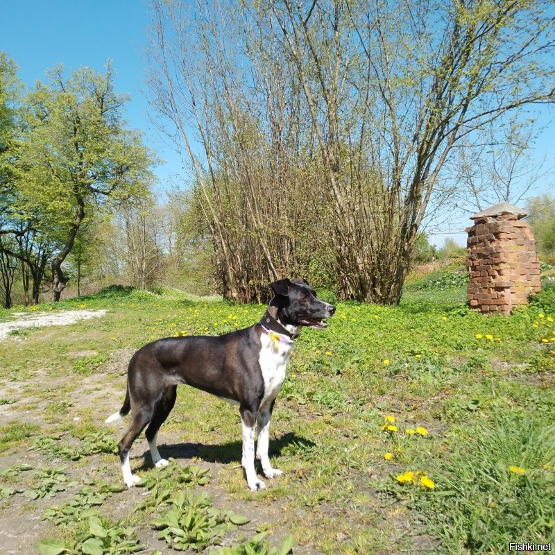 Тысячи, десятки, сотни тысяч, миллионы... Какие дебилы берут собак за такие деньги. И дело тут не в жадности. Конечно есть определённые породы, которые выведены для определённых работ и тут очень важна селекция и это естественно небесплатно. Пусть есть спрос на красивость помимо рабочих качеств, но доводить цены на бренд до абсурда... Сами дураки, что позволяют заводчикам, а часто это очень недобросовестные люди вытряхивать с покупателей огромные суммы за красивую, но безнадёжно больную псину.  Люди поумнее берут из приютов и даже с улиц не менее замечательных собак и при этом не отдавая мошенникам громадные деньжищи, а спасая живые души. Вот моя лапушка Нора. Разве не красотка? А подобрали на дороге мелким щенком. У меня было шесть(не одновременно) собак и трое из них реальные подобрыши. Все замечательные по виду, характеру и даже рабочим качествам. Не гонитесь за породностью, элитностью просто ради понтов. Собака, это не брендовая сумочка, моднявый в сезоне аксессуар, а живая душа.