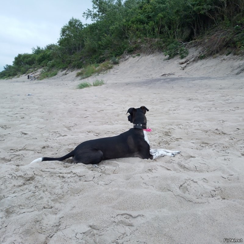 Тысячи, десятки, сотни тысяч, миллионы... Какие дебилы берут собак за такие деньги. И дело тут не в жадности. Конечно есть определённые породы, которые выведены для определённых работ и тут очень важна селекция и это естественно небесплатно. Пусть есть спрос на красивость помимо рабочих качеств, но доводить цены на бренд до абсурда... Сами дураки, что позволяют заводчикам, а часто это очень недобросовестные люди вытряхивать с покупателей огромные суммы за красивую, но безнадёжно больную псину.  Люди поумнее берут из приютов и даже с улиц не менее замечательных собак и при этом не отдавая мошенникам громадные деньжищи, а спасая живые души. Вот моя лапушка Нора. Разве не красотка? А подобрали на дороге мелким щенком. У меня было шесть(не одновременно) собак и трое из них реальные подобрыши. Все замечательные по виду, характеру и даже рабочим качествам. Не гонитесь за породностью, элитностью просто ради понтов. Собака, это не брендовая сумочка, моднявый в сезоне аксессуар, а живая душа.