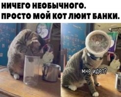 20 непослушных питомцев, от которых у хозяев дергается глаз