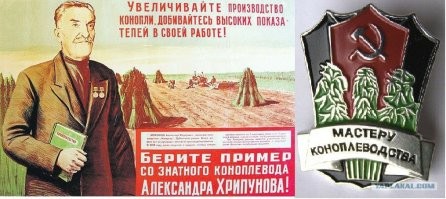 Эксперимент не удался: в Таиланде каннабис снова вернут в список запрещенных веществ