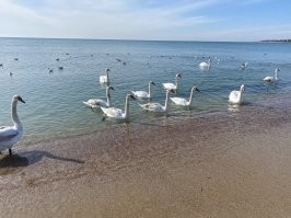 Вот именно! Весь Советский Союз отдыхал на черноморском побережье, когда никакая Турция нам и не снилась. А сейчас некоторые счастливчики все же улетают, то в Турцию, то на Маврикий какой.
Просто раньше с отпуском все строже было. Надо было еще исхитриться, чтобы летом пойти. А сейчас пораспустились все, и еще недовольны. Вот в Евпатории в марте - просто рай.