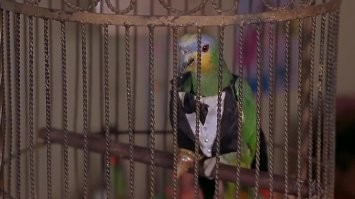 но мы все равно его узнали, это матершинник из очень страшного кино 2