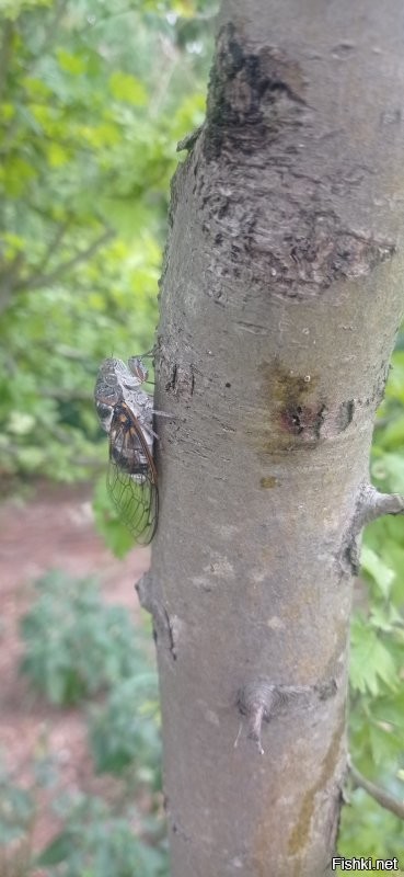 Не знаю, как в Китае, но на меня они постоянно нападают, когда прохожу мимо.