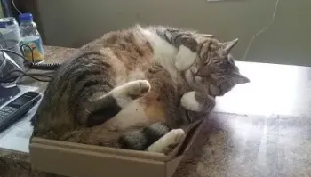 Не по размеру: на видео попала ситуация, когда автомобиль оказался мал