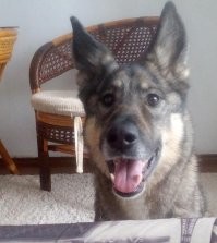 собака-улыбака