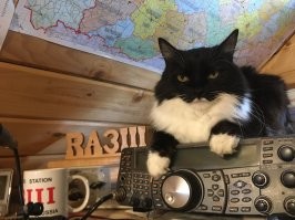Моя кошка Чернушка.
К сожалению, 6 апреля её не стало...

Берегите своих животинок, по возможности помогайте бездомным животным.
Быть добру!
