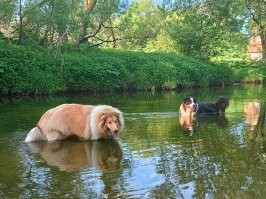По поводу шерсти -- что верно, то верно