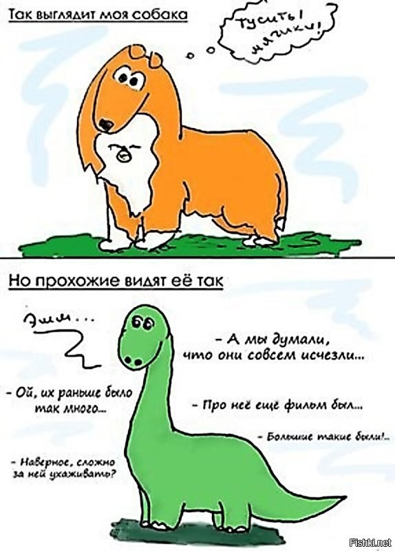 Колляка тоже ещё подросток, 11 месяцев позавчера исполнилось. А ещё она одна такая в городке на 80 тыс. жителей. Гулять с ней по улицам -- одно удовольствие