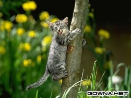Необычные, но очень милые древесные жители