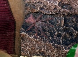 После того как я вырастил двух птицеедов ни одна ползучая тварь уже не страшна. А когда сру тем более. В этой ситуации скорее меня нужно бояться потревожить.