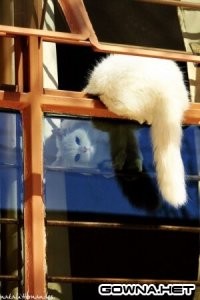 Окна в котомир