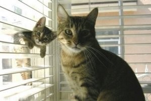 Окна в котомир