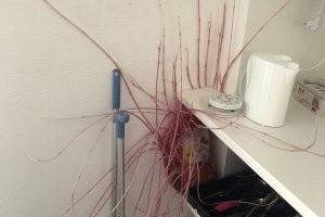 Зёрнышко у них в раковине проросло... Забытый пакет картохи может кухню в джунгли превратить!